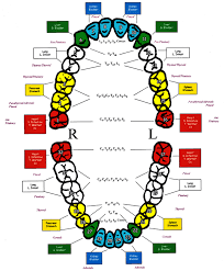 meridian tooth chart dr gadol teeth health holistic