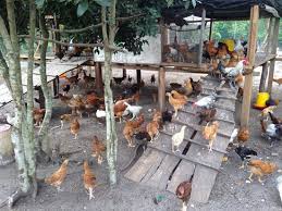 Ternak ayam ~ warna daging ayam pada umumnya putih. Ayam Kampung Rm3 Seekor