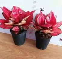 Good Quality Aglaonema 'Hong Yan' supplier,manufacturer