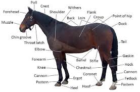 Equine anatomy - Wikipedia