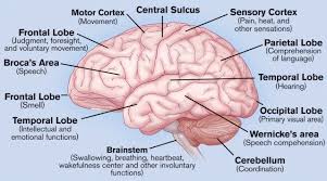 Brain Diagram And Functions Of Parts Brain Diagram And