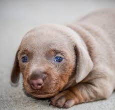 Chocolate labrador green eyes genetics. Vizsla Lab Mix A Complete Guide To The Hungarian Vizsla X Labrador