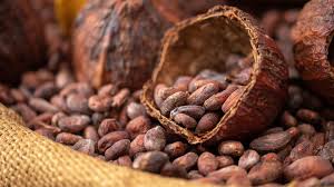 Image result for Cocoa