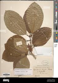 Image result for Gardenia resinifera