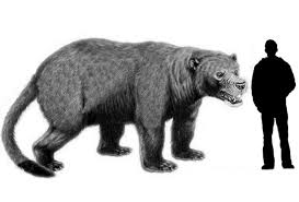 Amphicyonidae Bear Dog Cryptozoology Prehistoric Animals