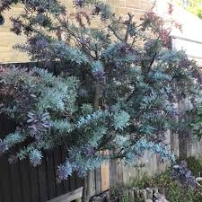It has bright yellow rounded flowers that bloom in late winter to spring providing a mass display of gold to the landscape. Cootamundra Wattle Acacia Baileyana Purpurea Native Plant Project