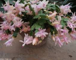 How do you make a saguaro cactus bloom? 3 Flowering Christmas Houseplants Garden Designer Consultant
