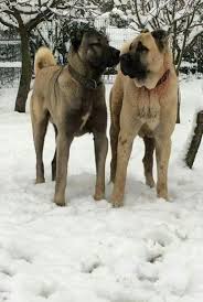 Sivas Kangali Karabas Kangal Dog Dog Breeds Giant Dogs
