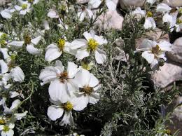 Check spelling or type a new query. In Bloom Tohono Chul Tucson Az