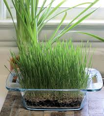 The terminal panicles are made up of spikelets and are green to purplish in color. Growing Wheatgrass Seeds How To Grow Wheat Berries At Home