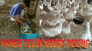 We did not find results for: Peternakan Bebek Sawah By 98 Channel