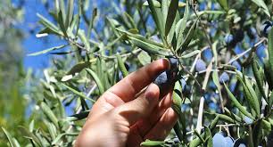 Image result for images picking olive fruits