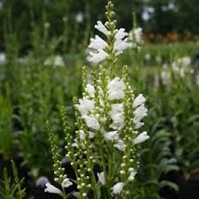 We did not find results for: Perennial Plants For Sale Rare Roots Tagged Physostegia