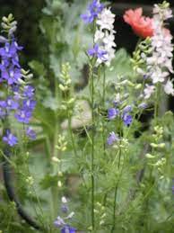 Pin On Flowers