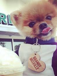 Modern Resume Template For Ms Word Professional Cv Design Teacher Cv Template Design Modern Resume Instant Download Easter Megan Cute Animals World Cutest Dog Cute Puppies