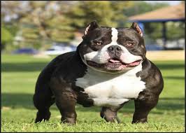 american bully bloodline how to choose the best and famous