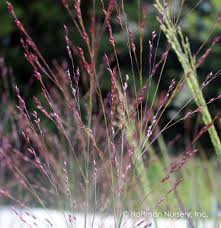 Image result for Craterostigma purpureum