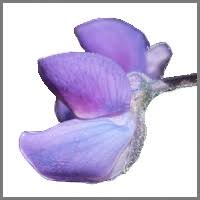 Image result for Menodora heterophylla