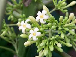 Share this on whatsappkolestrol yang terlalu tinggi boleh. Jenis Bunga Rare Yang Boleh Di Makan No 3 Anda Pasti Tak Sangka