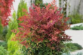 We did not find results for: Nandina Horticulture Week