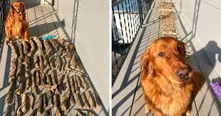 With tenor, maker of gif keyboard, add popular golden retriever puppy animated gifs to your conversations. This Dog Shows His Dad How Proud He Is Of His Stick Collection Bored Panda