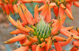 Image result for Aloe haroniensis