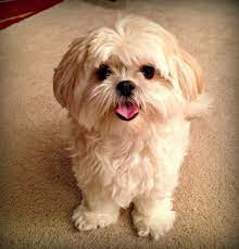 Enter your email address to receive alerts when we have new listings available for maltese shih tzu puppies for sale. Shih Tzu Archives Soft And Fluffy Maltese Shih Tzu Shih Tzu Puppy Shih Tzu