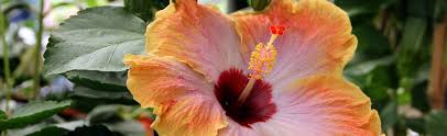 Image result for Hibiscus fuscus