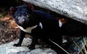 El demonio de tasmania o sarcophilus harrisii es el marsupial carnívoro más grande de nuestro el demonio de tasmania se encuentra exclusivamente en una isla de australia, situada en el sur del. 5hltdxed9g2pcm