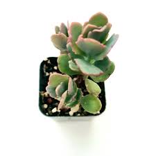Image result for Kalanchoe fedtschenkoi