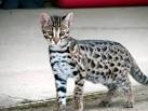 Asian Leopard Cat - Full Profile, Pictures, Diet, Behavior ...