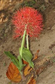 Image result for Scadoxus cinnabarinus