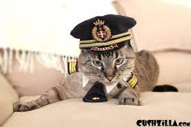 Pilot Hat For Cat In Small From Cushzilla Hat For Cat Dog Costumes Pilot Hat