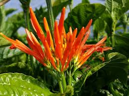 Image result for Justicia lithospermoides