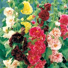 Spring Hill Nurseries Double Hollyhock Mix Plant 5 Pack 72668 The Home Depot Flower Seeds Spring Hill Nursery Flowers