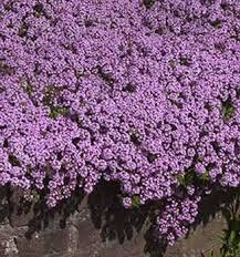 Image result for Thesium cymosum