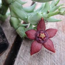 Image result for Orbea semota