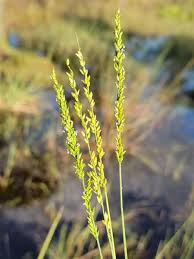 Image result for Sacciolepis africana