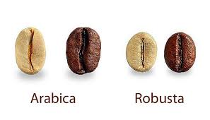 Differences Arabica And Robusta Coffee Indonesia Coffee Bean Suppliers Robusta Coffee Beans Supplier Arabica Coffee Beans Manufacturers