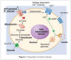 sulfonylureas can stimulate insulin release by flip flop