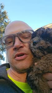 Micro Goldendoodles Playing and Growing