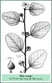 Image result for Sida ovata