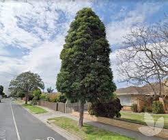 Image result for Lophostemon confertus