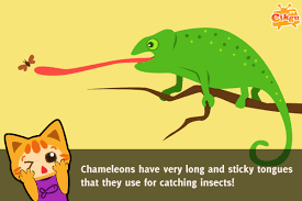 Fun Facts For Kid Education Chameleon Cikgu E Learning For Kids Fun Facts For Kids Facts For Kids Fun Facts