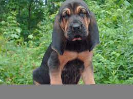 Black And Tan Bloodhound Puppies Pics Bloodhound Puppies Puppy Pictures Puppies