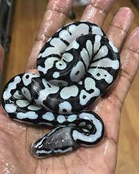 Desert Ghost Ball Python Reptiles Pet Ball Python Snake