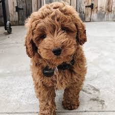 Goldendoodle price varies from breeder to breeder, and depends on numerous factors like coat type and color, size, breeder experience, and more. Mini Goldendoodle F1b F1bb Golden Point Puppies
