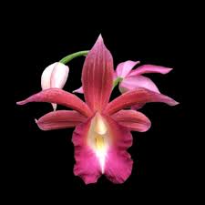 Image result for Calanthe