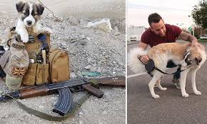 Former Soldier Reunited With Dog He Pulled Alive From Rubble In Syria Puppies Dogs Puppy Training