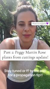 How Often to Water Peggy Martin Rose